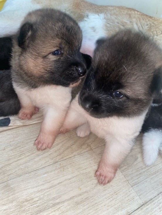 Akita Puppies