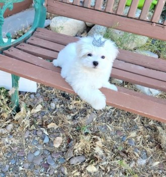 Super Adorable Maltese Puppies