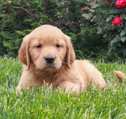 Golden Retriever puppies for sale