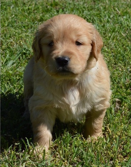 Golden Retriever puppies for sale