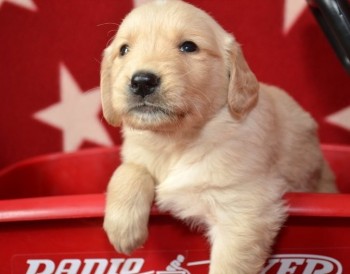 Golden Retriever puppies for sale