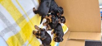 Teacup Yorkie Puppies Now Available