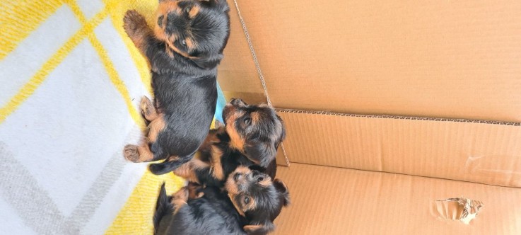 Teacup Yorkie Puppies Now Available