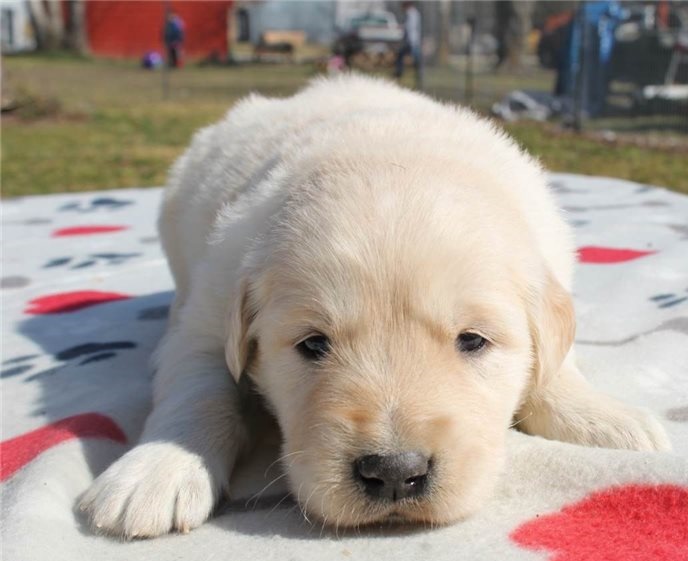 Golden Retriever puppies for sale