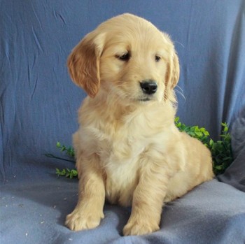 Golden Retriever puppies for sale