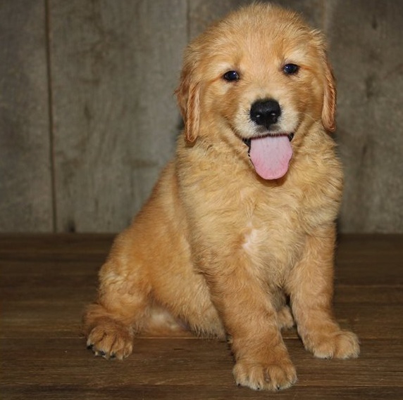 Golden Retriever puppies for sale