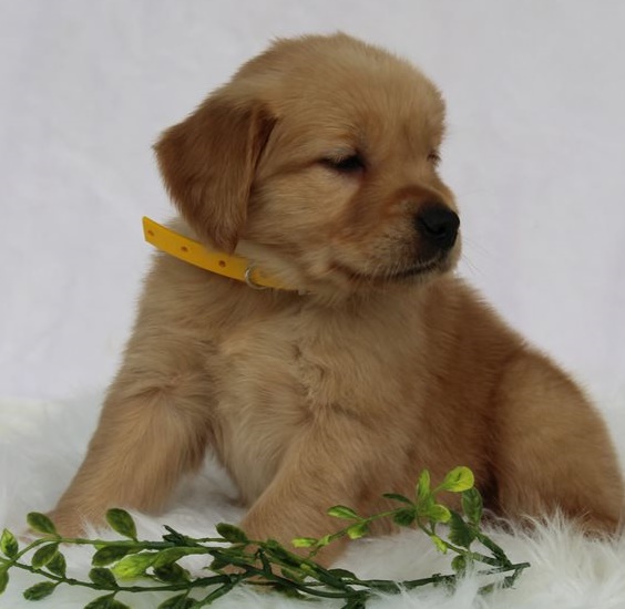 Golden Retriever puppies for sale