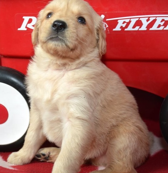 Golden Retriever puppies for sale