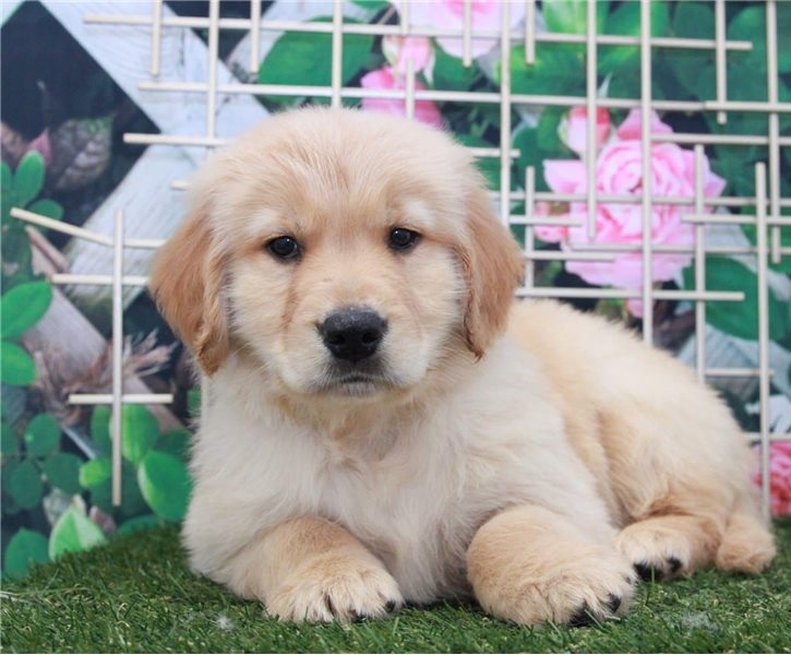 Golden Retriever puppies for sale