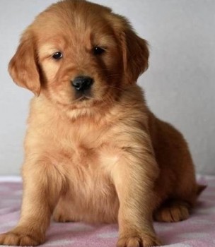 Golden Retriever puppies for sale