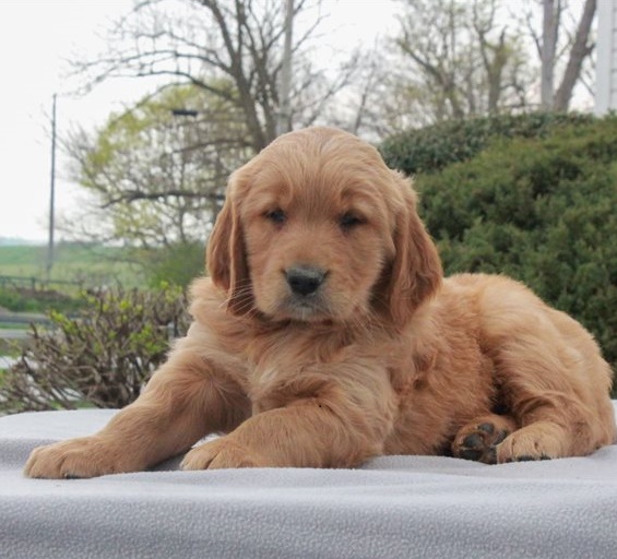 Golden Retriever puppies for sale