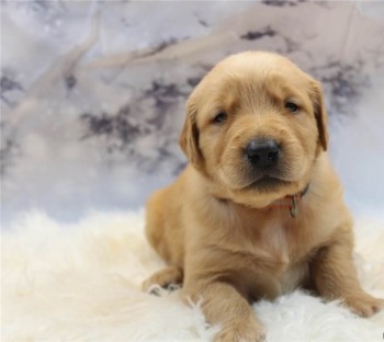 Golden Retriever puppies for sale