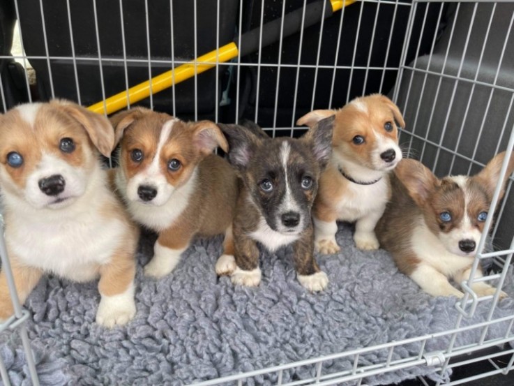 Beautiful Welsh Corgi Pups