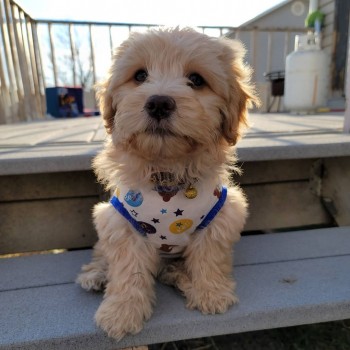 Affectionate Maltipoo Puppy for sale 