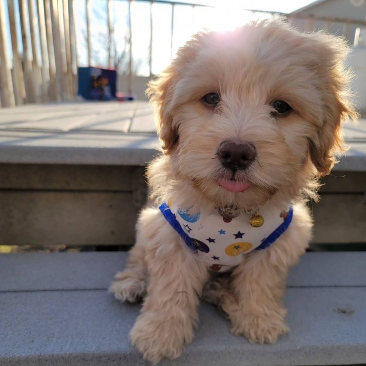 Affectionate Maltipoo Puppy for sale 