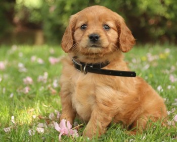 Golden Retriever puppies for sale