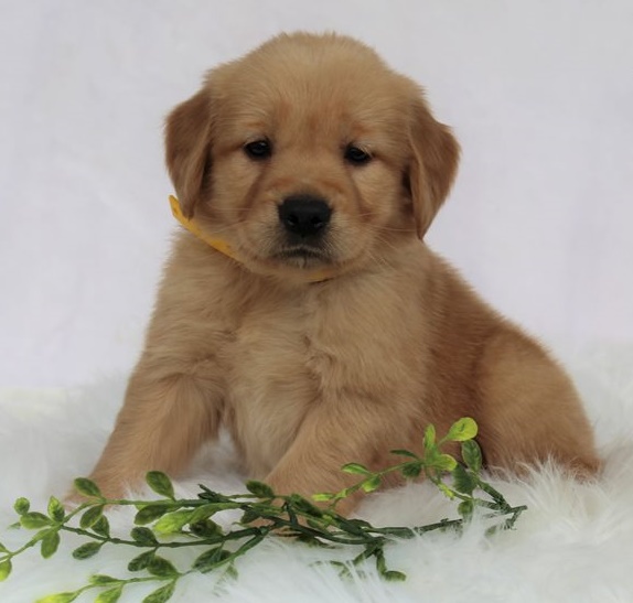 Golden Retriever puppies for sale