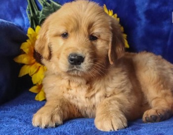 Golden Retriever puppies for sale