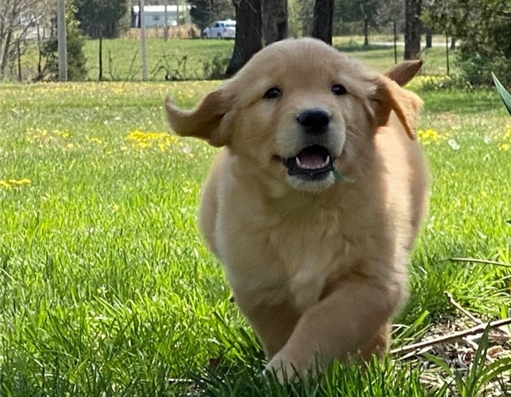 Golden Retriever puppies for sale