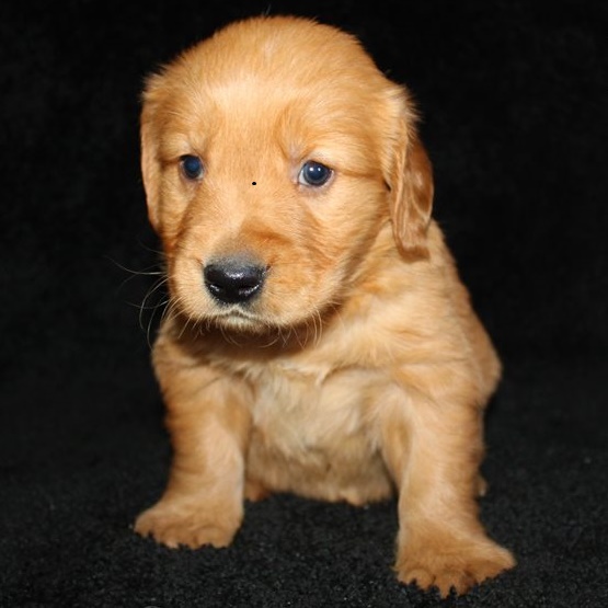 Golden Retriever puppies for sale