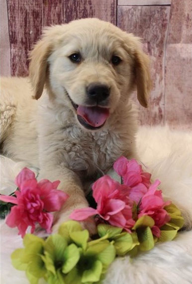 Golden Retriever puppies for sale