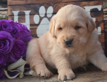 Golden Retriever puppies for sale