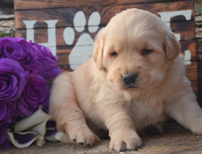 Golden Retriever puppies for sale