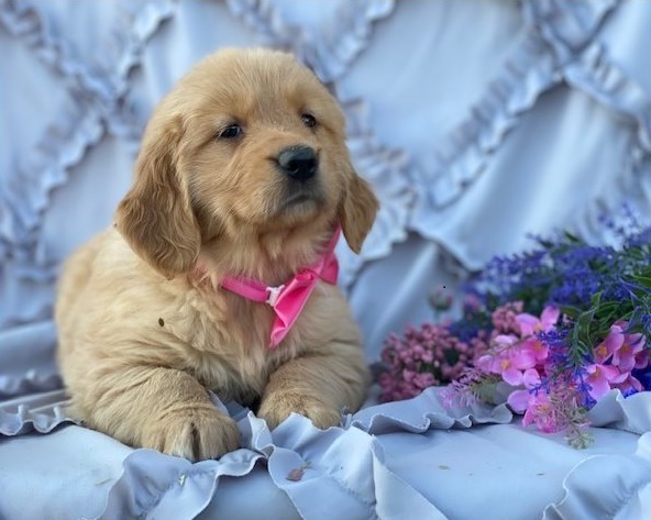 Golden Retriever puppies for sale