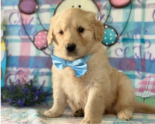 Golden Retriever puppies for sale