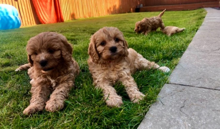 cavapoos puppies