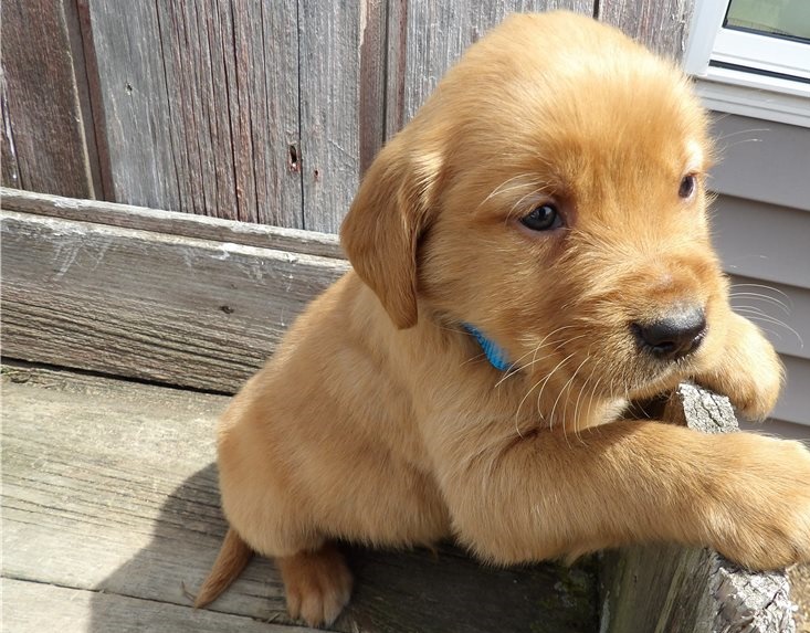 Golden Retriever puppies for sale