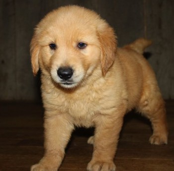 Golden Retriever puppies for sale