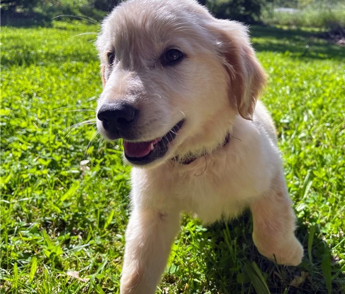 Golden Retriever puppies for sale