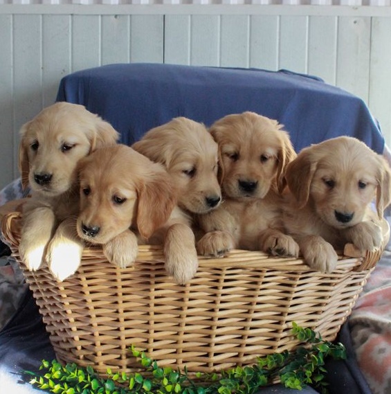 Golden Retriever puppies for sale