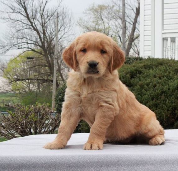 Golden Retriever puppies for sale