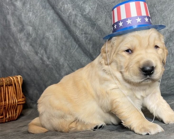 Golden Retriever puppies for sale