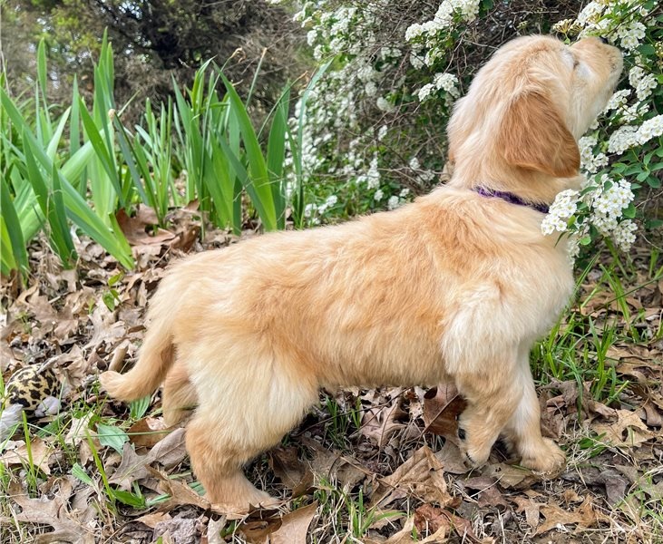 Golden Retriever puppies for sale