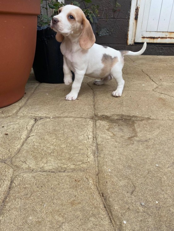 Cute Beagle Puppies Available for sale 