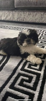 Tiny Teacup Shih-Tzu Puppies Available N