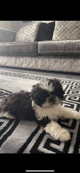 Tiny Teacup Shih-Tzu Puppies Available N