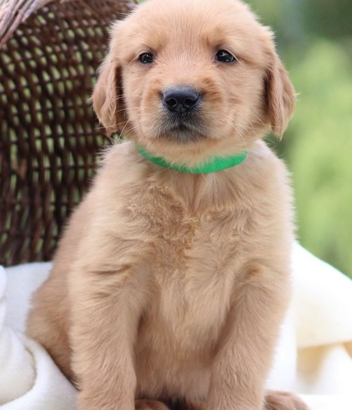 Golden Retriever puppies for sale