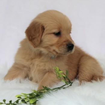 Golden Retriever puppies for sale