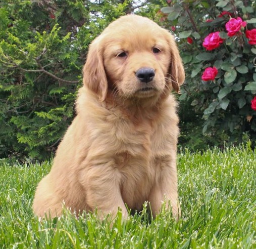 Golden Retriever puppies for sale