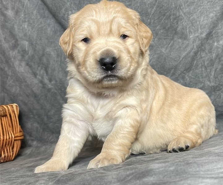 Golden Retriever puppies for sale