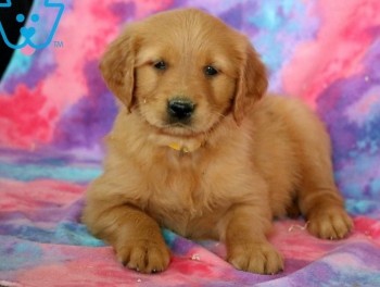 Golden Retriever puppies for sale