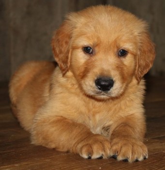 Golden Retriever puppies for sale