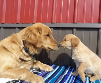 Golden Retriever puppies for sale