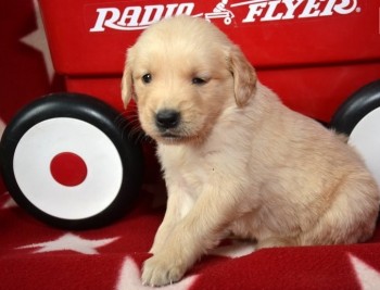 Golden Retriever puppies for sale