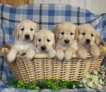 Golden Retriever puppies for sale