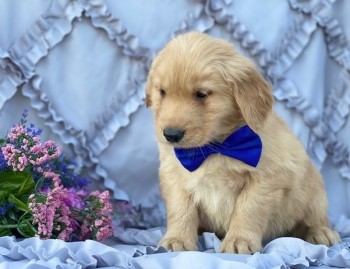 Golden Retriever puppies for sale